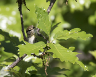 Blackpoll Warbler 6471